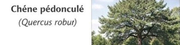 Chêne pédonculé
